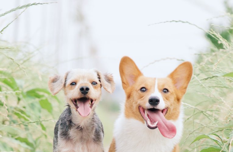 Preventing Home Dog Fights in New Fairview